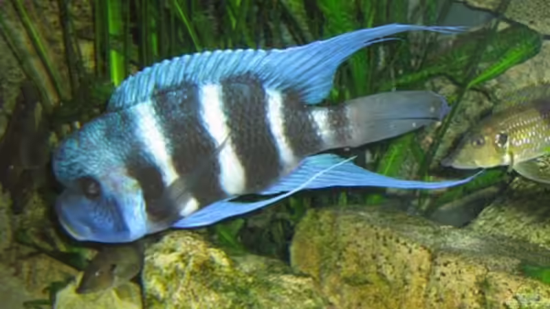 Der Chef! von Michaela Krause (32)