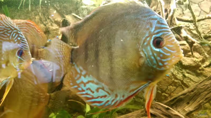 Der Chef von Ottche (52)