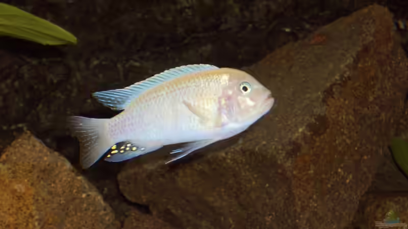 Der Chef von various77 (11)