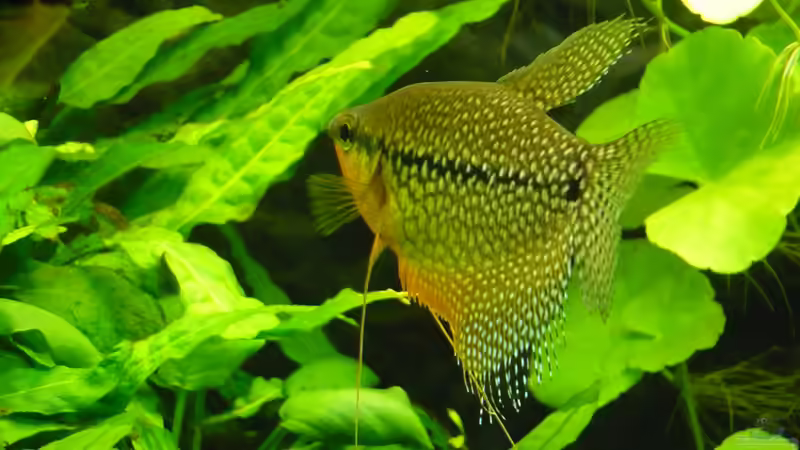 der Chef von Wels (34)