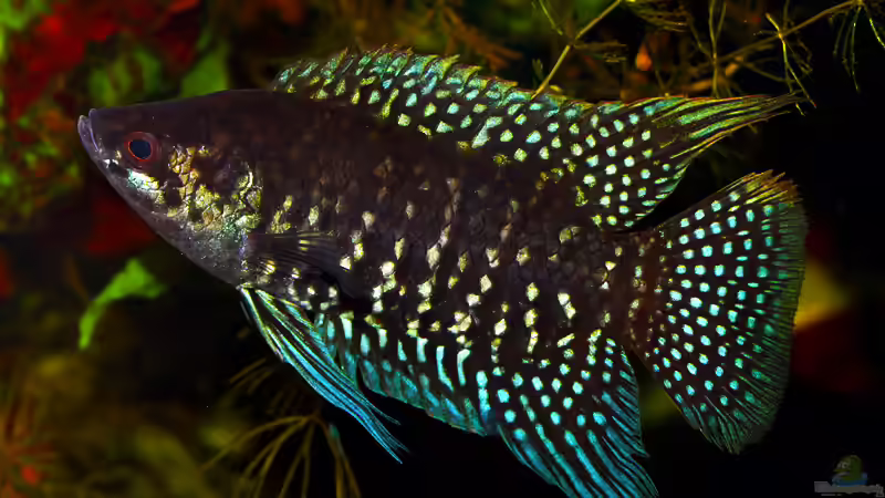 Der Chefe von Stanislav Kislyuk (3)