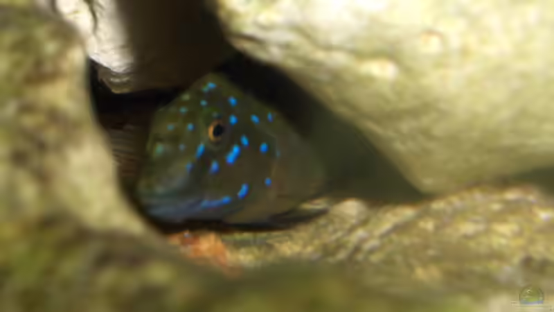 der Clown in seiner Höhle von Sven Ufer (12)