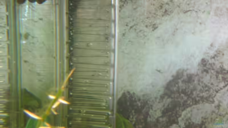 der CO2 Reaktor im Aquarium, ich hoffe der wächst mal etwas zu damit man ihn nicht von chrisi01 (22)