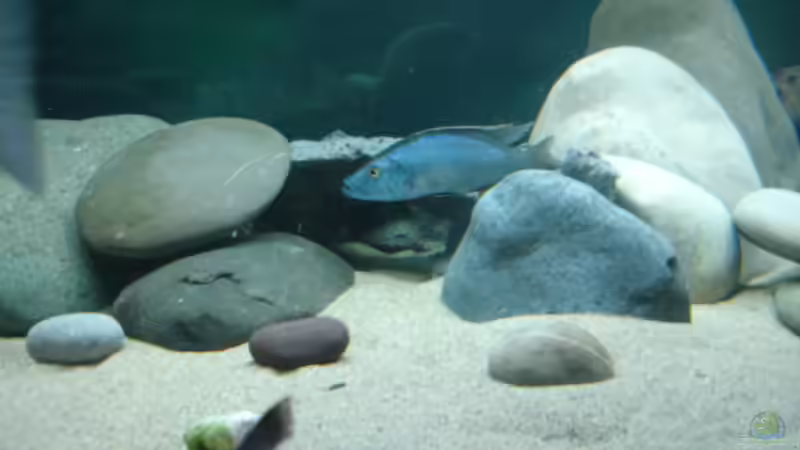 der Compressiceps hat seine Höhle gefunden von Renè Rupf (14)