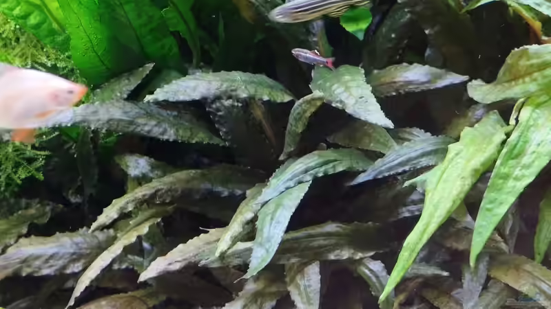 Der Cryptocorynen Wald von Thomas Kreuter (17)