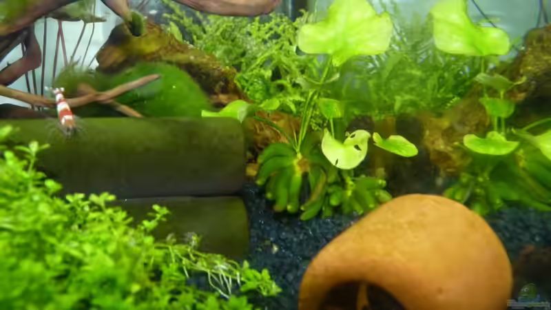 der ´Deko-Blumentopf´ von Josef Braun (21)