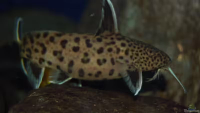 Der Dicke von den zweien... von Christian Schlüter (17)