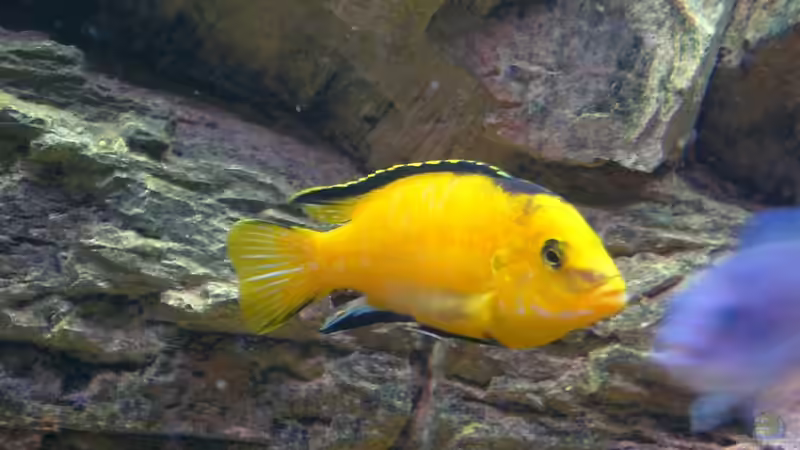 ´Der Dicke´ von Michael Fischer (13)