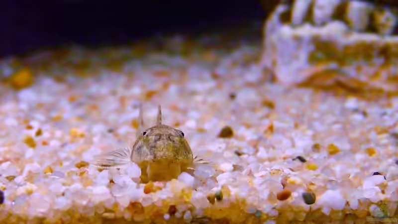 Der Dicke von rupi99 (8)