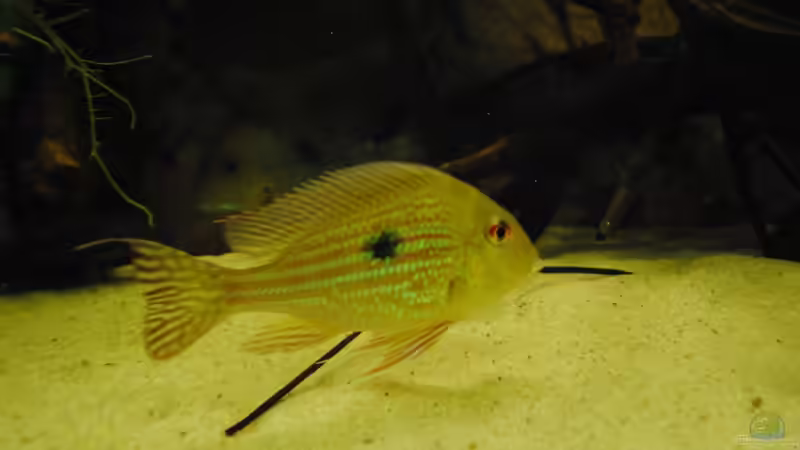 Der/Die Kleinste der G. megasema von weyrobing (9)