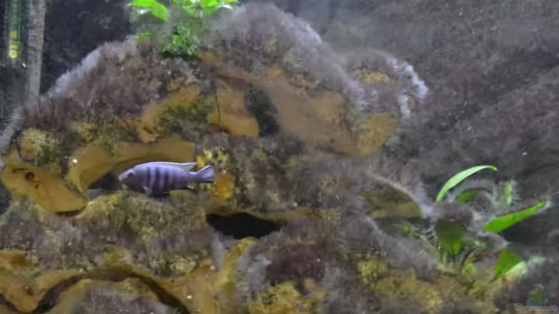 Der dominante Kingsizei-Bock, ihm gehört die linke Hälfte des Aquariums. Was aber gut für die Jungfische ist, die nur dort überleben von Mueller76 (12)