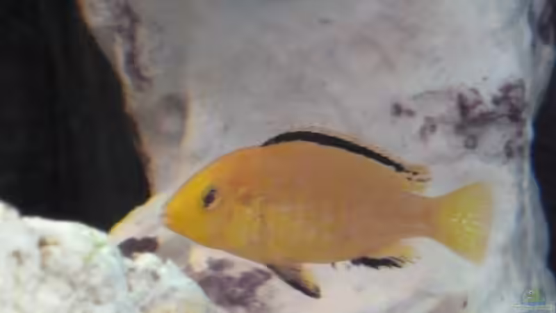 Der dominante Labidobock von Couro (25)