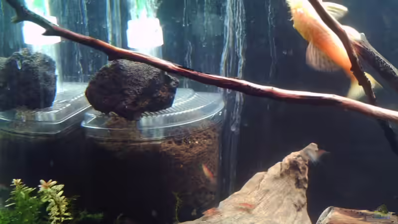 Der Dreieckfilter mit leicht herrausgerutschter Luftröhre von El Grande (3)