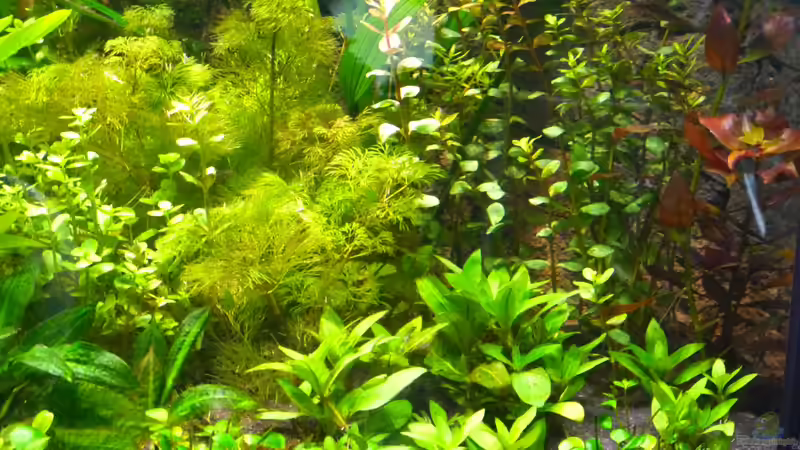 Der Dschungel muss noch wachsen 31.12.12 von Michel (35)