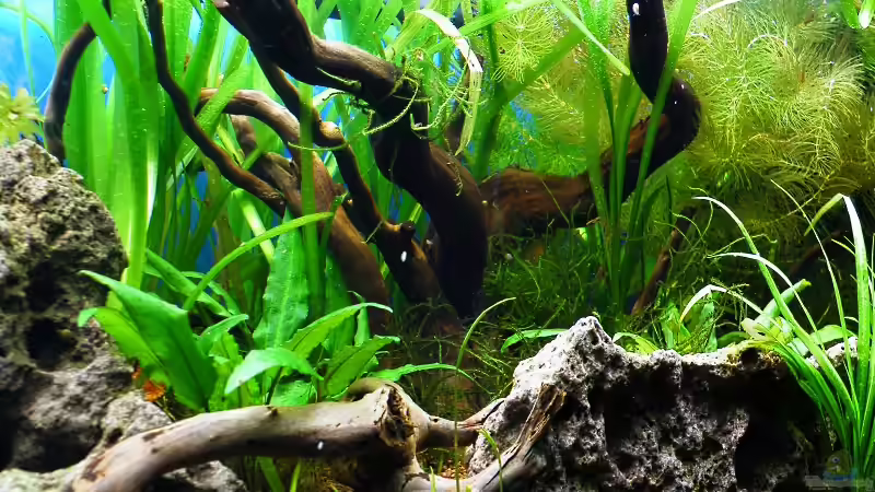 Der Dschungel wächst prima (nach knapp 6 Wochen) von bergfrau (17)