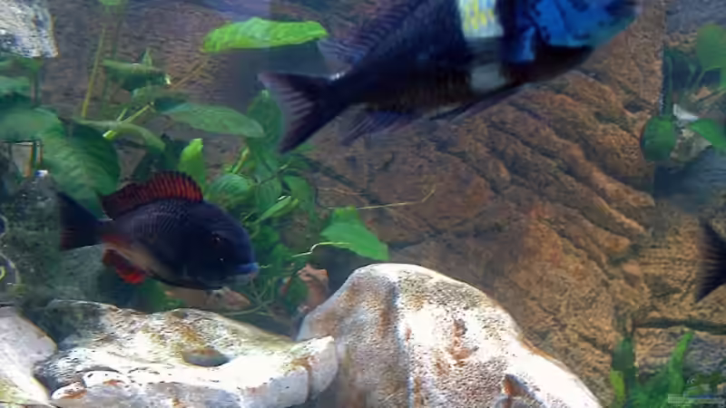 der dubuisi Chef von Aqua92 (14)