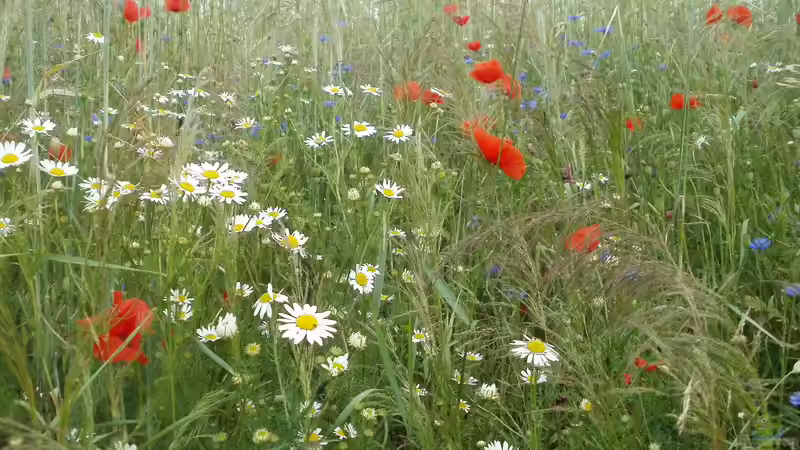 Der Duft des Überlebens: Wie Pflanzenparfums das Tierreich beeinflussen