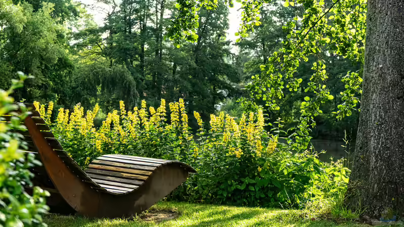 Der Duftgarten - Ein sinnliches Gartenkonzept für alle Jahreszeiten