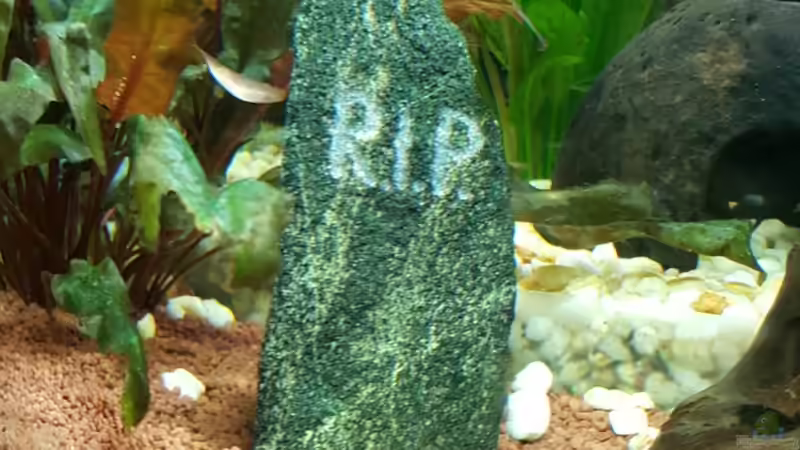 Der ein oder andere Todesfall von Eisbaer (9)