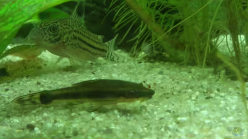 Der eine Otocinclus vittatus und im Hintergrund einer der Corydoras Julii von Fuujida (27)