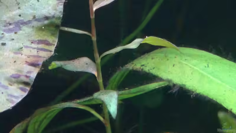 Der einzig überlebende Stängel der Persicaria Sao Paulo aus einem In Vitro Topf von Lance Hardwood (29)