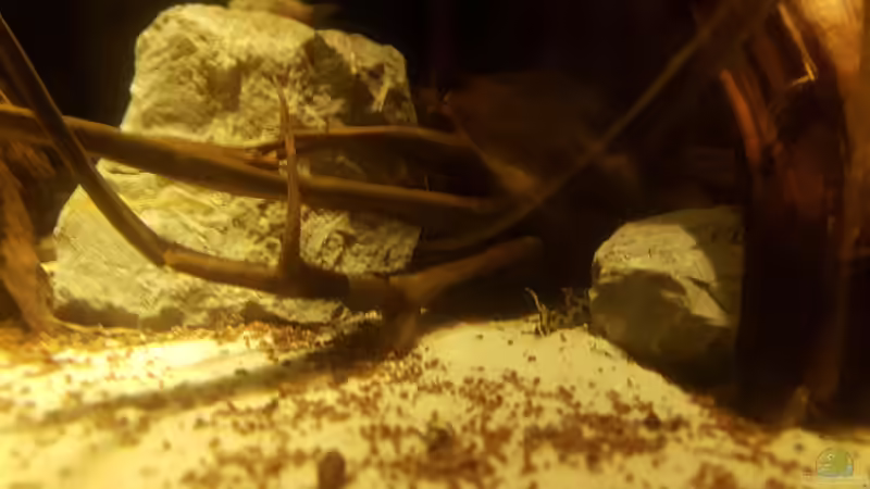 Der einzige den ich Tagsüber erwischt hab .. L75..  von Kevin Fruhen (16)