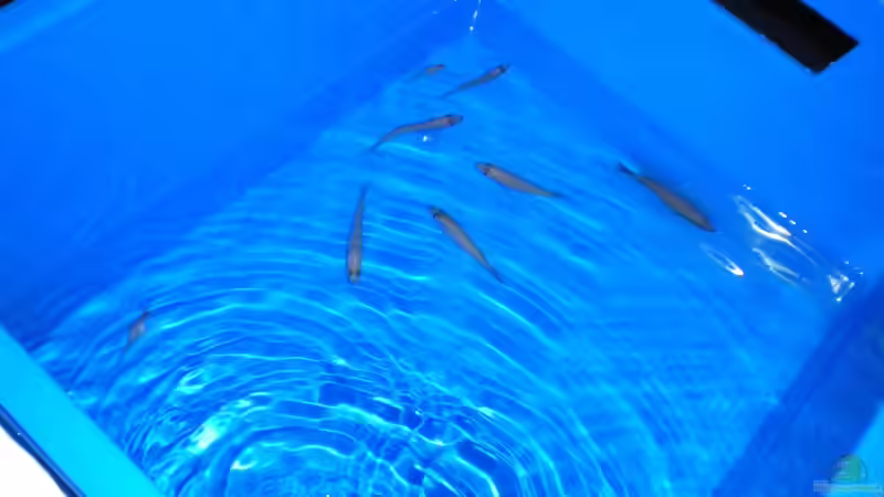 der Einzug :) von marco_0 (18)