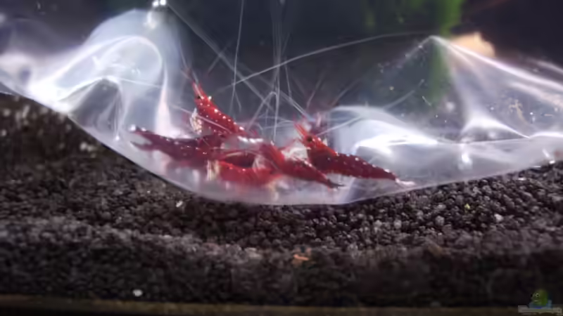 Der Einzug! von Stefan Bischoff (9)