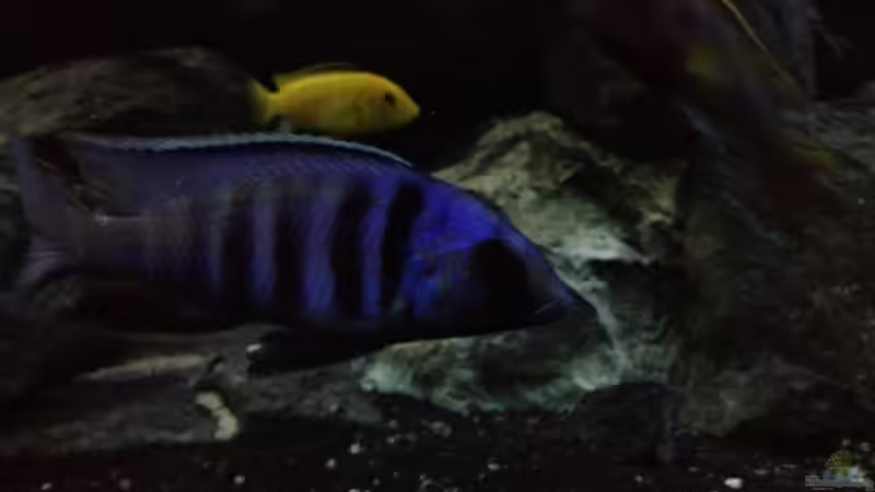 Der Electra in voller Pracht! von der Steirer (150)