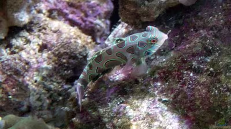 Der Elegante Jäger von The_Lizardking (30)