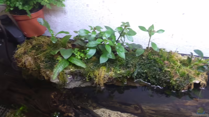 Der emerse Bereich entwickelt sich sehr gut von pacho (27)