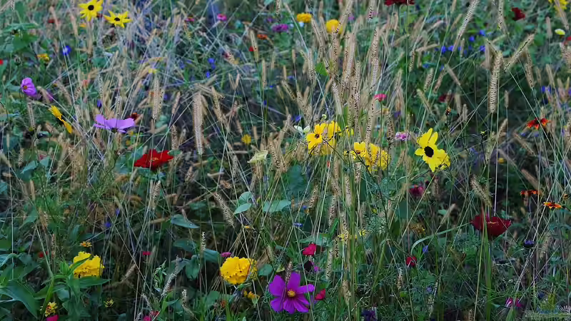 Der emissionsarme Garten - nachhaltig gärtnern mit Verantwortung und Zukunft