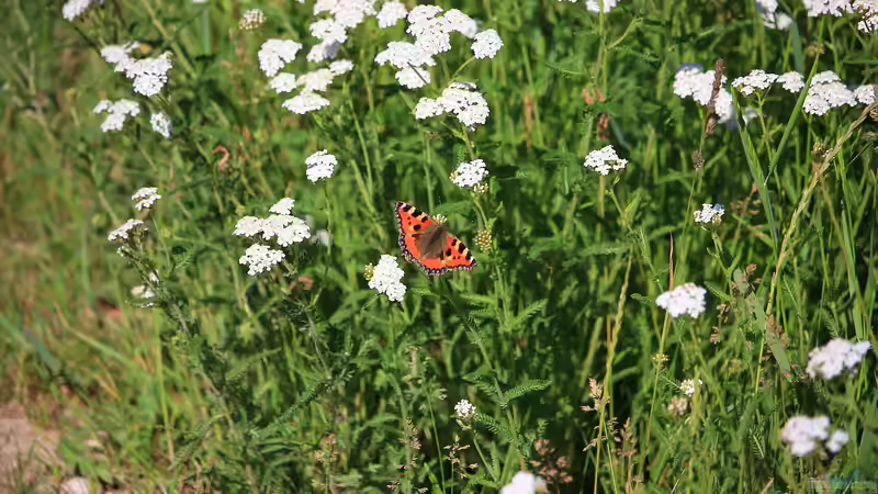 Der emissionsarme Garten - nachhaltig gärtnern mit Verantwortung und Zukunft