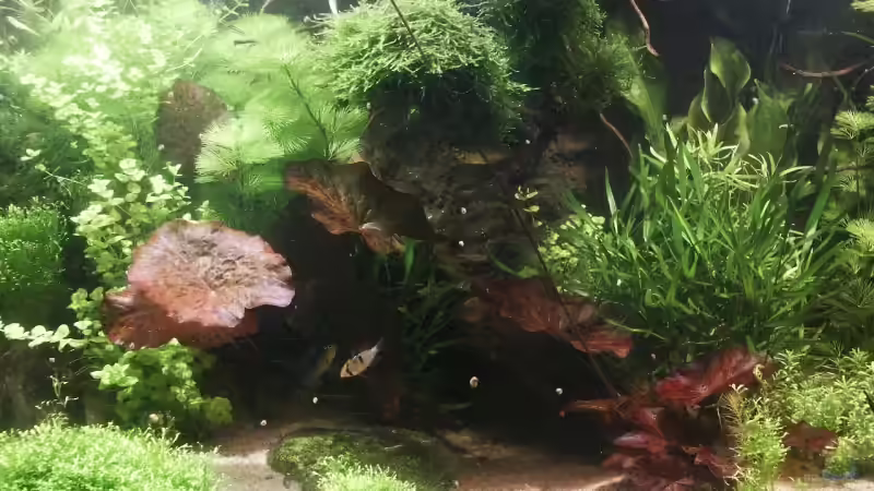 Der Endler oben rechts war ein Futtertier und hat überlebt. Ist inzwischen wieder von Dschinn (20)