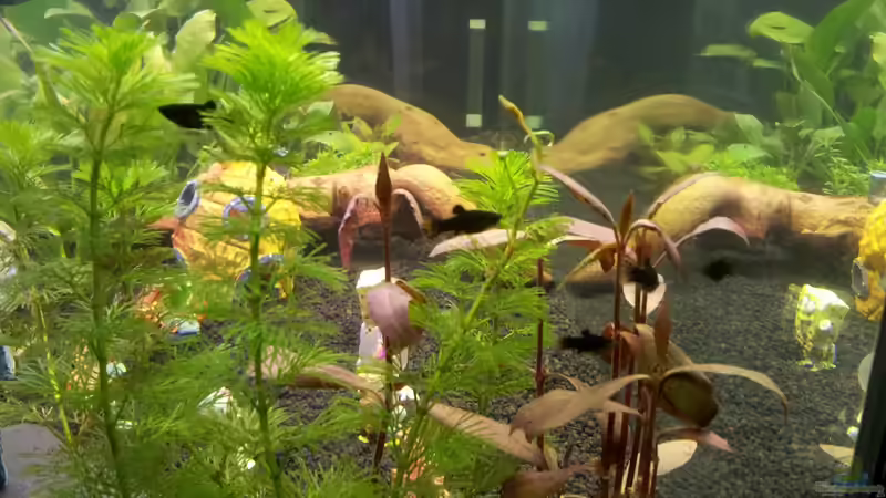 der erst Besatz...6 Black Mollys...von einer Bekannten geschenkt bekommen von oliK (6)