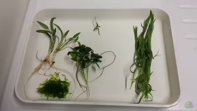 Der Erstbesatz an Pflanzen. von ogra (3)