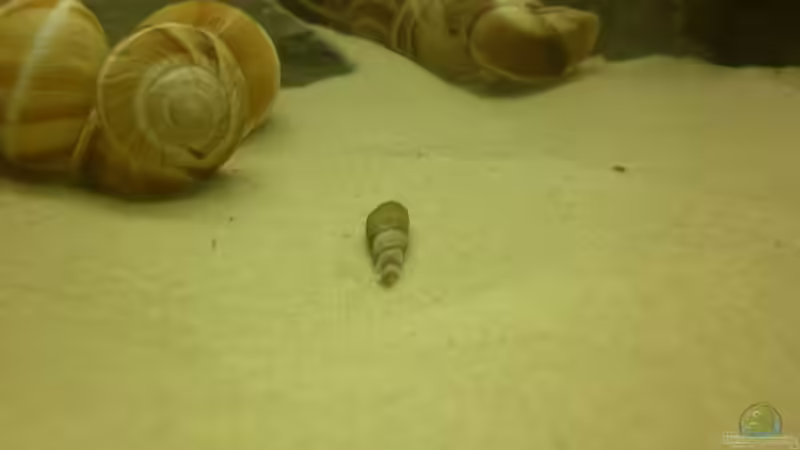 Der erste Besatz: Turmdeckelschnecken sollten in nahezu keinem aquarium fehlen... von Julien Preuß (48)