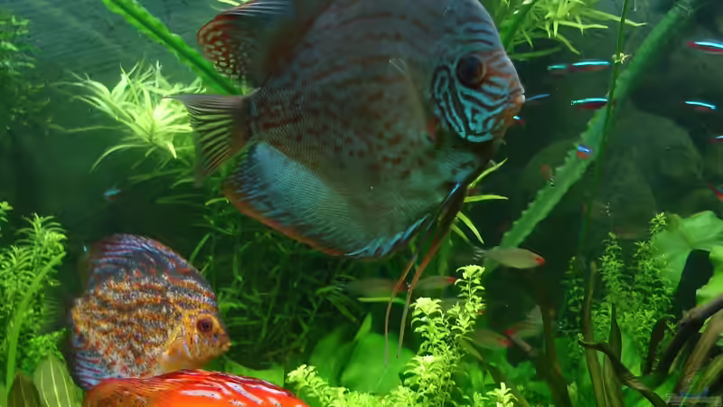 der erste Besatz  von Grünhexe (9)