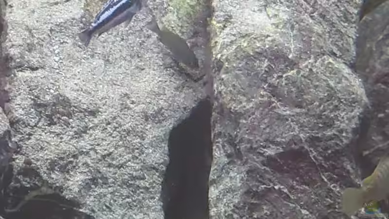 Der erste eigene Nachwuchs von Stefan von Oettingen (30)