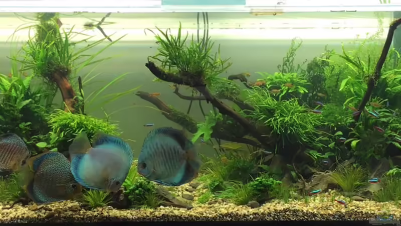 Der erste Eindruck von Torsten Franke (1)