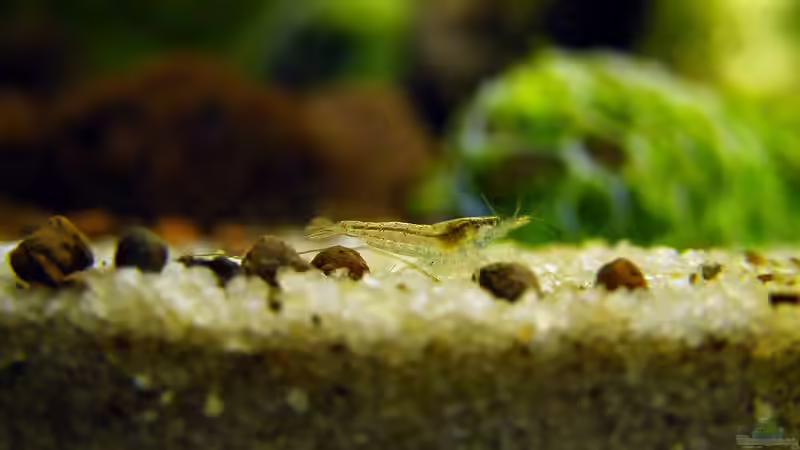 Der erste Garnelen-NW - 14.06.2011 von bergfrau (56)