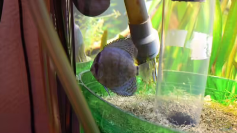 Der erste Innenfilter von pat333 (6)