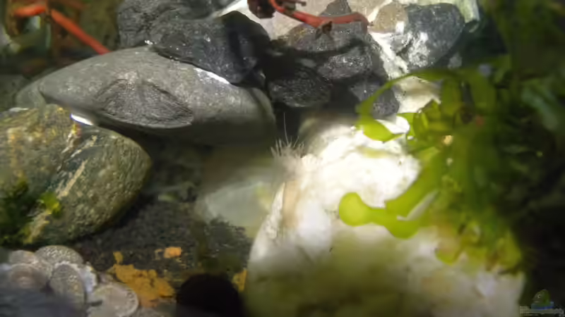 der erste Krebs hat sich gehäutet 13.11.2017 von did244 (35)