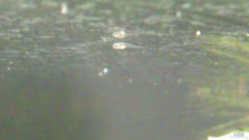 der erste Nachwuchs der Kupferfadenfische von Stephan Groß (12)