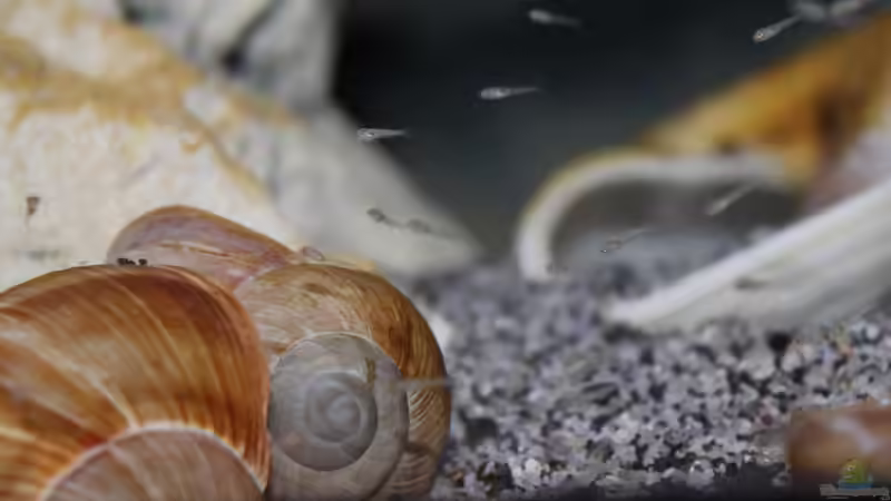 Der erste Nachwuchs der N.caudopunctatus nach 3 Monaten seit Einzug der Elterntiere von The Pictus catfish (38)