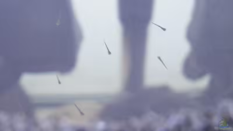 Der erste Nachwuchs im neuen Zuhause - 19.05.2011 von bergfrau (50)