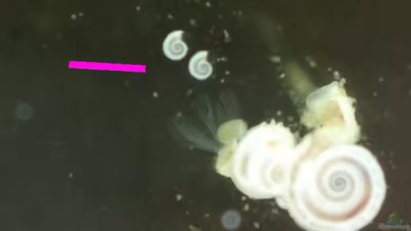 der erste Nachwuchs (lila Strich = 1mm) von FrischFisch (6)