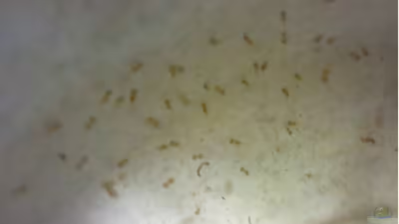 der erste Nachwuchs meiner Lieblinge und es sind fast alle geschlüpft von wasserspaß (21)