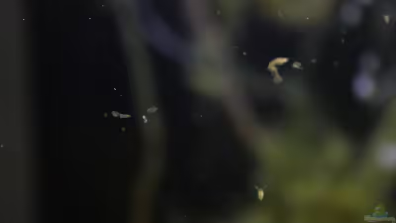 Fütterung mit Daphnien (Zierfischfutter)