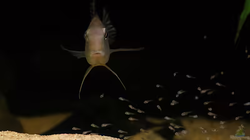 Der erste Nachwuchs von AmazonasFelix (8)